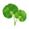 Centella asiatica